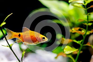 Rosy Barb (Red Barb) freshwater fish in aquarium - Puntius conchonius