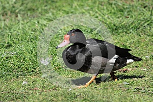 Rosy-billed duck