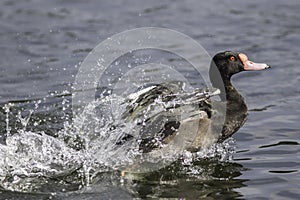 Rosy-billed pochard duck - rosybill