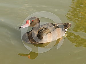 Rosybill Duck photo