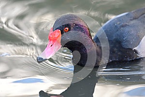 Rosy billed pochard netta peposaca