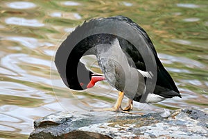 Rosy-billed pochard - Netta peposaca