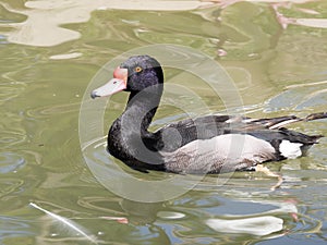 Rosy-billed Pochard, Netta peposaca, lives in South America south of Paraguay