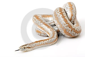 Rosy Boa