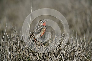 Rosy-breasted longclaw, Macronyx ameliae