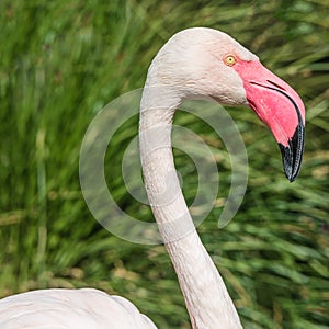 Rosy Chilean flamingo portrait, closeup