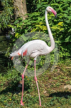 Rosy Chilean flamingo portrait, closeup