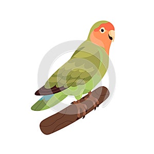 Rosy-collared peach-faced lovebird. Small African parrot with green folded wings. Tropical bird sitting on branch