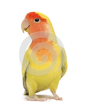 Rosy-faced Lovebird, Agapornis roseicollis