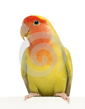 Rosy-faced Lovebird, Agapornis roseicollis