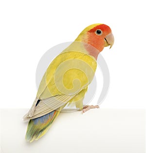 Rosy-faced Lovebird, Agapornis roseicollis photo