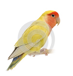 Rosy-faced Lovebird, Agapornis roseicollis photo