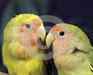 Rosy Faced Lovebird, agapornis roseicollis, Portrait of Adults