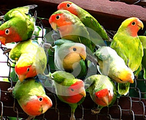 Rosy-faced lovebird (Agapornis roseicollis)