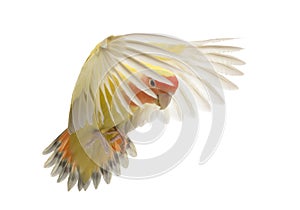 Rosy-faced Lovebird flying