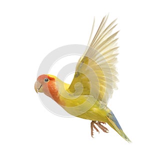 Rosy-faced Lovebird flying