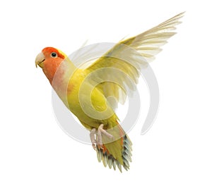 Rosy-faced Lovebird flying