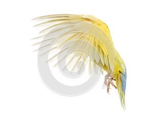 Rosy-faced Lovebird flying