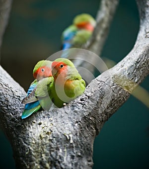 Rosy-faced Lovebirds