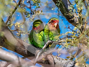 Rosy-faced Lovebirds Cuddling Together