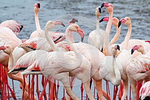 Rosy Flamingo colony in Walvis Bay Namibia