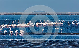 Rosy Flamingo colony in Walvis Bay Namibia, Africa wildlife