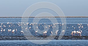 Rosy Flamingo colony in Walvis Bay Namibia, Africa wildlife