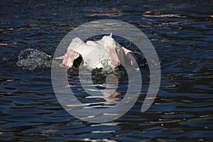 Rosy Flamingo, Phoenicopterus ruber roseus, when bathing