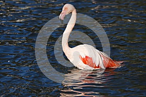 Rosy Flamingo, Phoenicopterus ruber roseus, when bathing