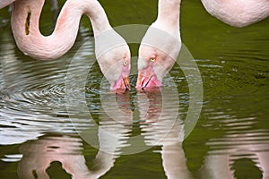 Rosy Flamingo, Phoenicopterus ruber roseus,a few pecks filter the water in search of microscopic food