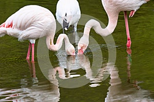 Rosy Flamingo, Phoenicopterus ruber roseus,a few pecks filter the water in search of microscopic food