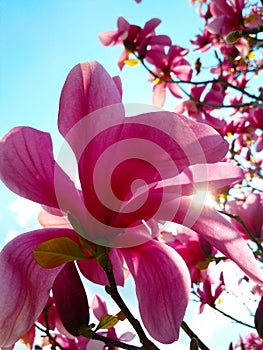 Rosy flowers of magnolia tree in blossom