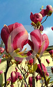 Rosy flowers of magnolia tree in blossom