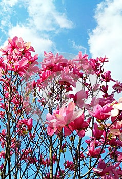 Rosy flowers of magnolia tree in blossom