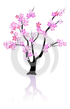 Rosy flowers on tree