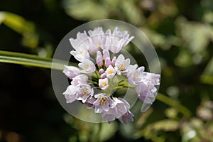 Rosy Garlic Allium roseum