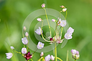 Rosy garlic (allium roseum) flowers
