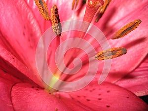 Rosy lily photo