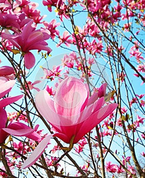 Rosy magnolia tree in blossom