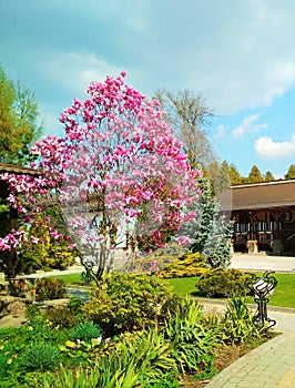 Rosy magnolia tree in blossom