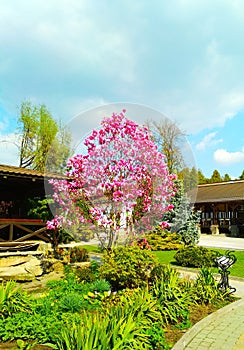 Rosy magnolia tree in blossom