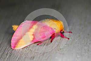 Rosy Maple Moth (Dryocampa rubicunda)