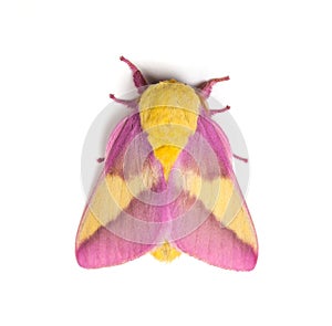 Rosy Maple Moth photo