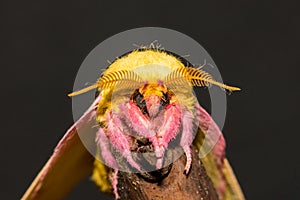 Rosy Maple Moth