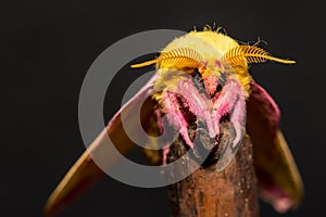 Rosy Maple Moth photo