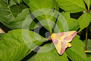 Rosy Maple Moth photo