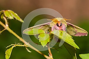 Rosy Maple Moth