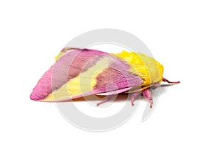 Rosy Maple Moth Isolated photo