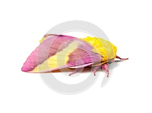 Rosy Maple Moth Isolated