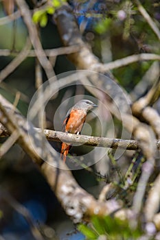 Rosy Minivet bird on branch